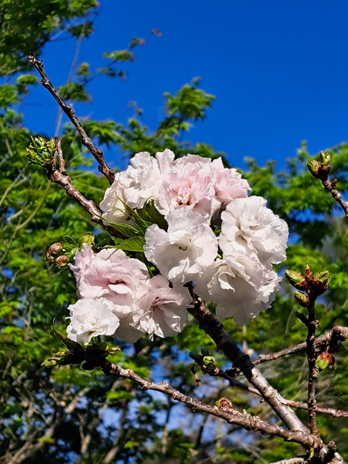 Pink cherry blossom flowers on a branch with green leaves and blue sky in the background.