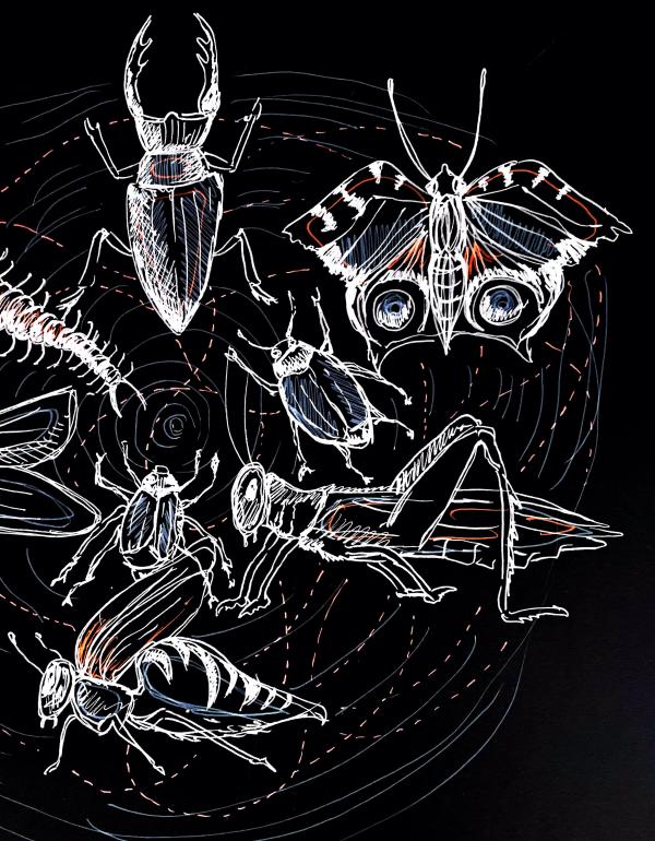 Drawn insects on a black background
