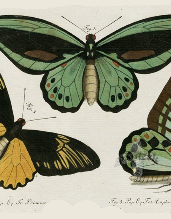 Green and yellow butterfly drawing