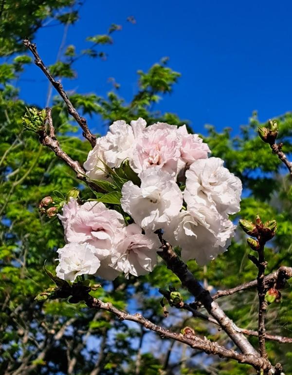 Pink cherry blossom flowers on a branch with green leaves and blue sky in the background.