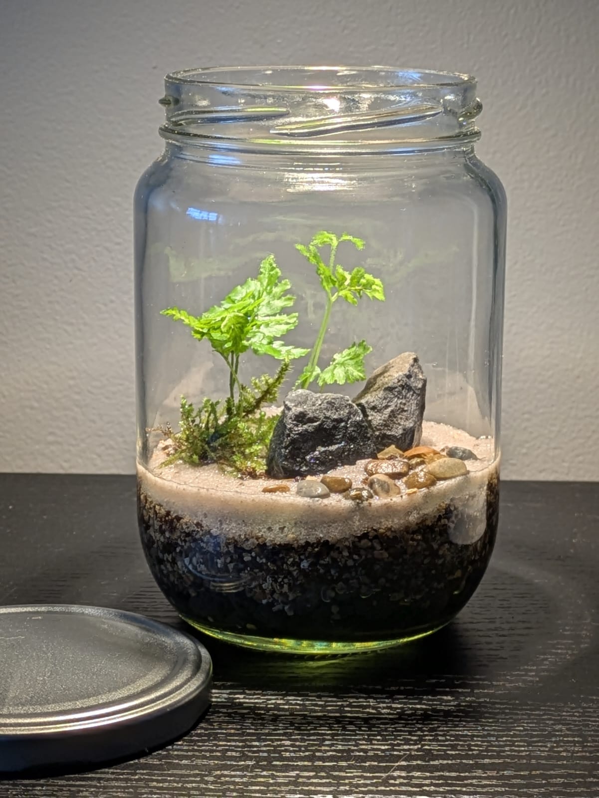 Japanese Terrarium