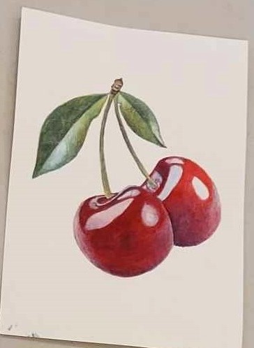 Watercolour cherry drawing