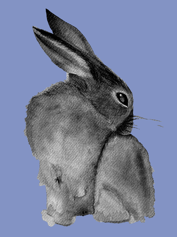 Grey rabbit on purple background