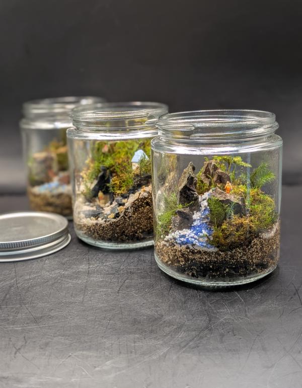 Jars with miniature garden inside them