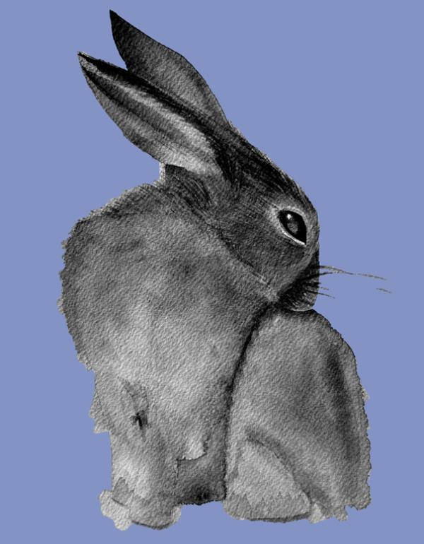 Grey rabbit on purple background